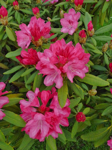  - Azalee si Rhododendroni