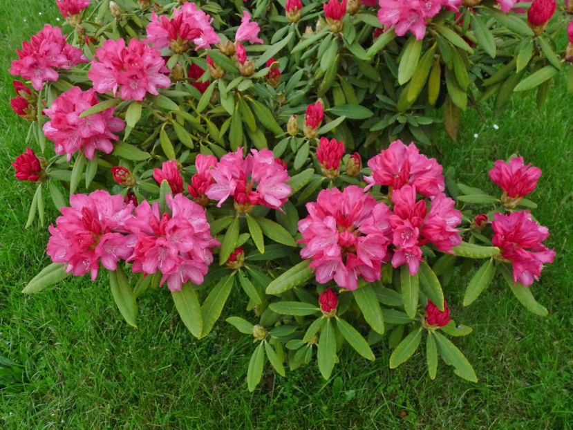  - Azalee si Rhododendroni