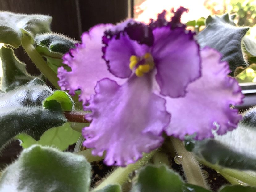 DADFF847-0102-48F1-A734-A8AE663F6D61 - Midnight Twist sport