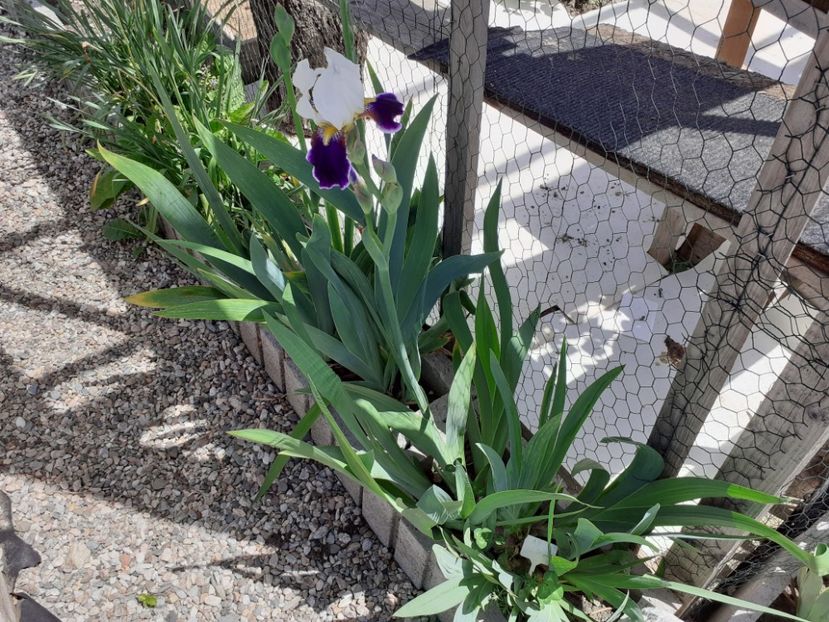 Wabash - Iris 2021