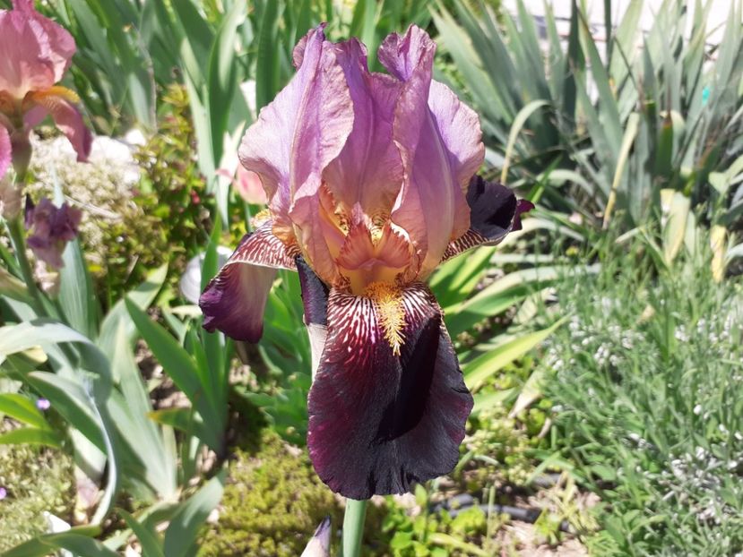 NN5 - Iris 2021