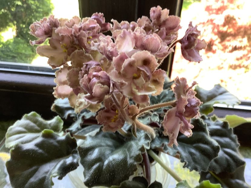 697BD734-B844-48FE-BA89-BF5BEC23AB9B - LE Kardamon