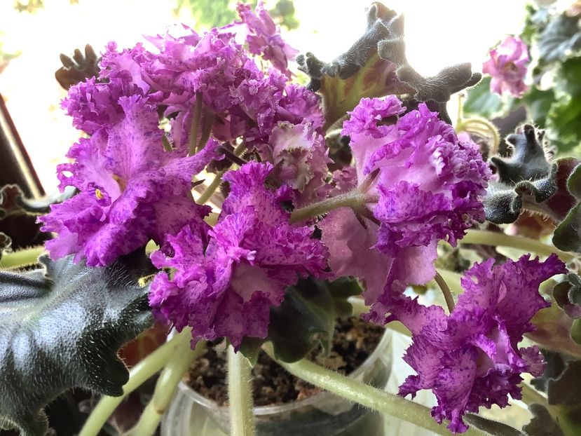 4D3B7B09-7448-4698-BDB4-733989477CCD - Ozio