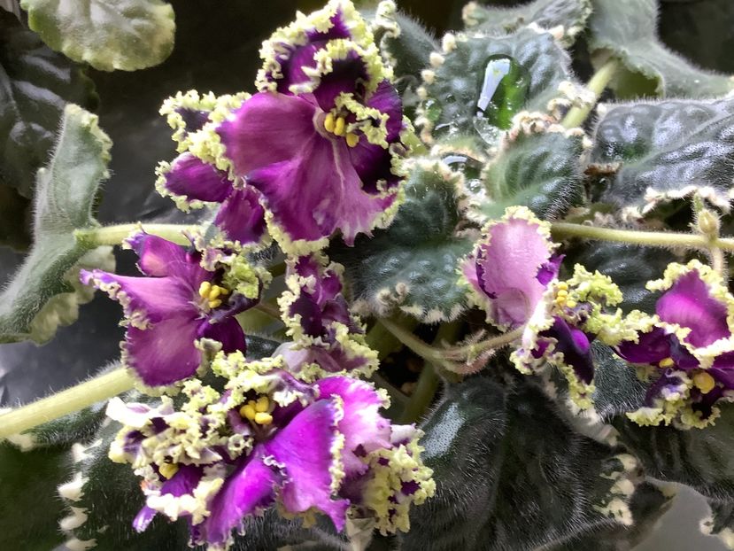 9A374E9B-FB95-486C-99B4-2E2814590CBD - LE Tumannost Andromedy