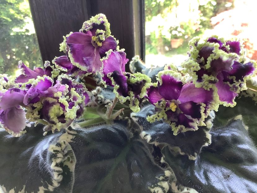 C124192B-11FD-481F-AC9D-2EC806F8849B - LE Tumannost Andromedy