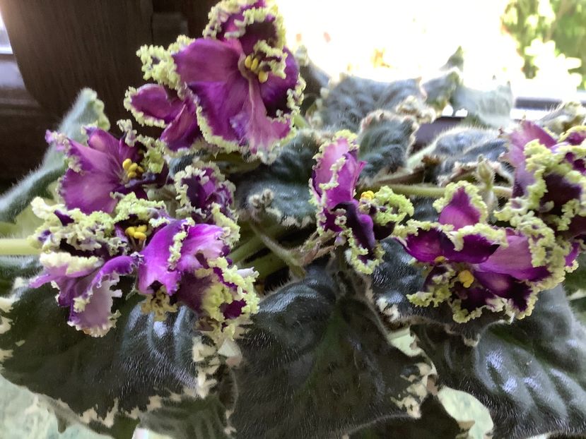 0C5D9E98-07F1-4B26-990B-C1190FF6BB2F - LE Tumannost Andromedy