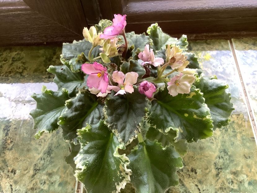 A5202DB5-341E-465A-B21D-A1F9AB1D0557 - Wild Irish Rose