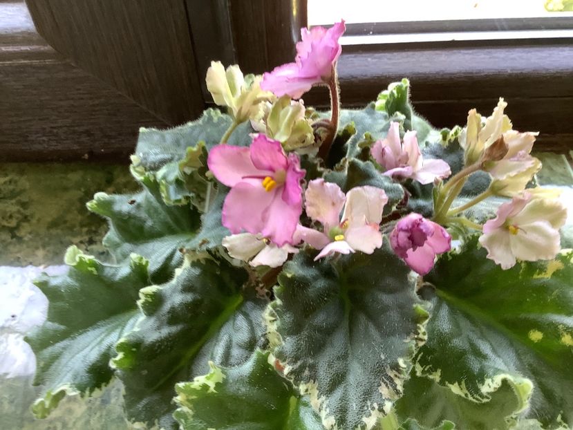 CBC7C132-B66E-4514-B2A0-1303E08AB989 - Wild Irish Rose