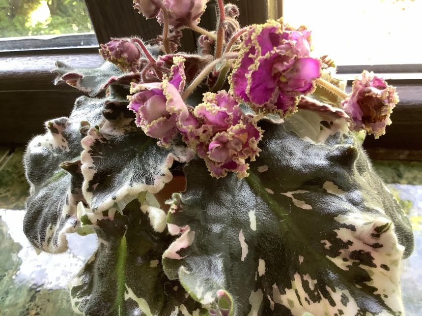 4B099245-AE38-41E9-ABB5-1706BBDF643E - Wrangler s Gaudy Lady