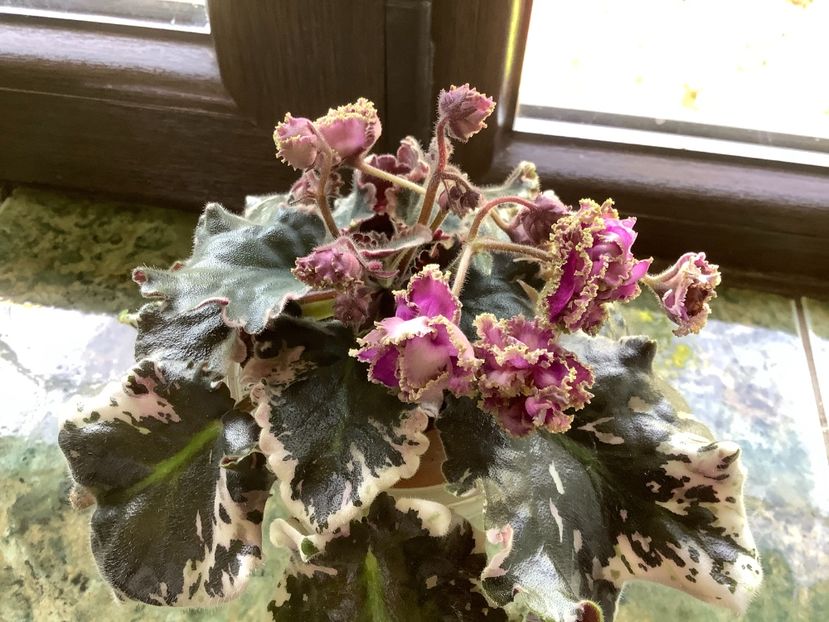 3A3F65D2-BA2E-4D8F-8CE3-D2948932575A - Wrangler s Gaudy Lady