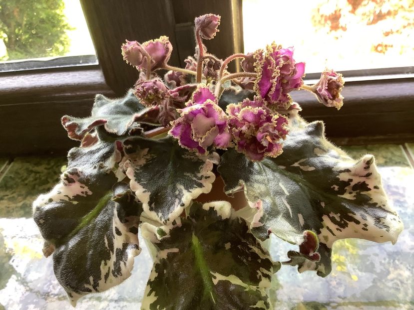 B32A6D22-BC88-44D8-AE48-C5D24C66DC5B - Wrangler s Gaudy Lady