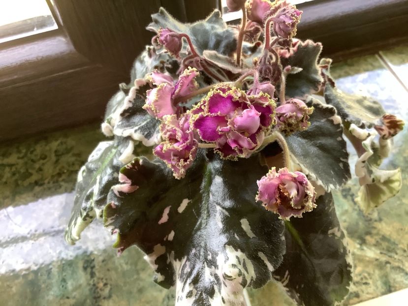 C19711E4-7136-4FCC-8AE3-12E53AC63707 - Wrangler s Gaudy Lady