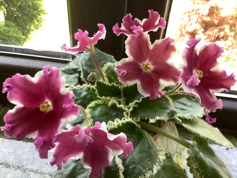 3A27866D-8F5C-494E-98FC-D7E54AA621AE - LE Karusel