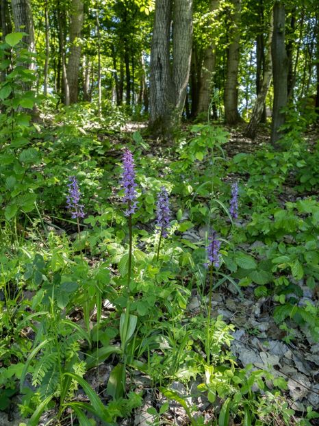 Au inflorit orhideele salbatice - 1 Gradina mea