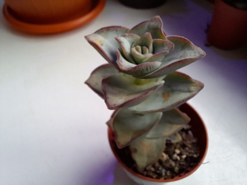 Crassula conjuncta - Crassula conjuncta