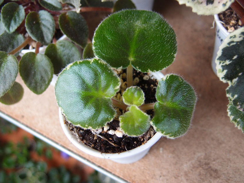 P5258424 - zzzz LE Lemon Soufflé