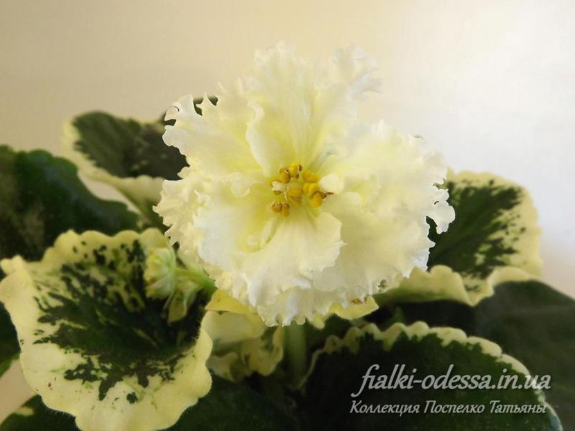 poza net - zzzz LE Lemon Soufflé