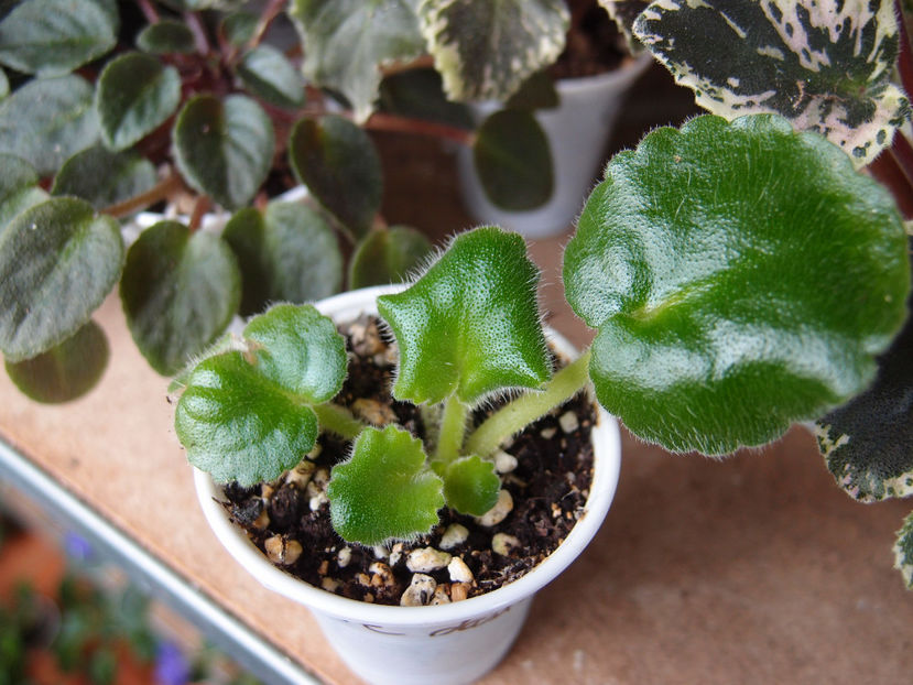 P5258426 - EK Sunny Mood