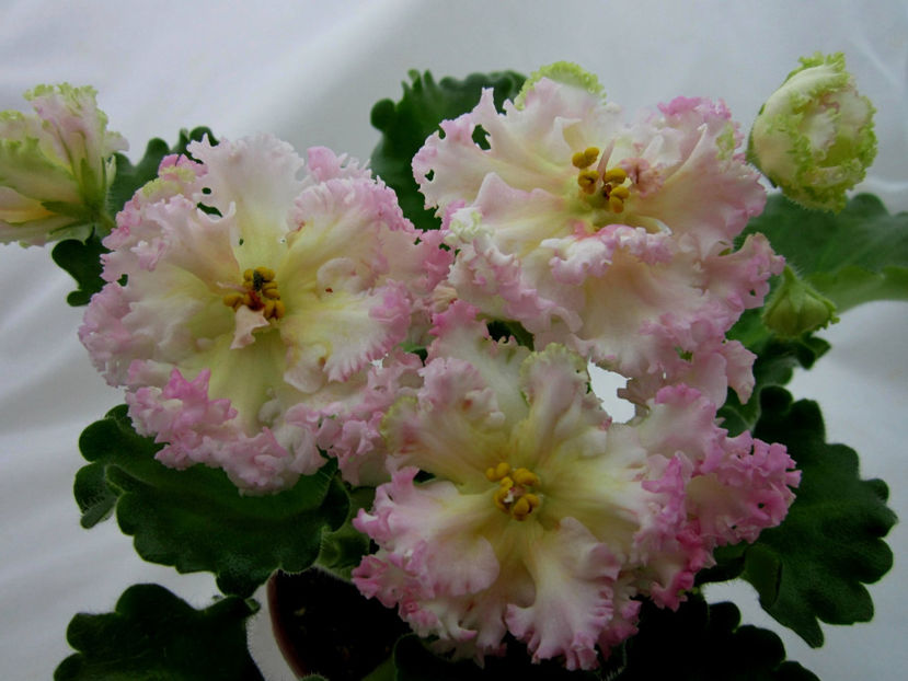 poza net - EK Sunny Mood