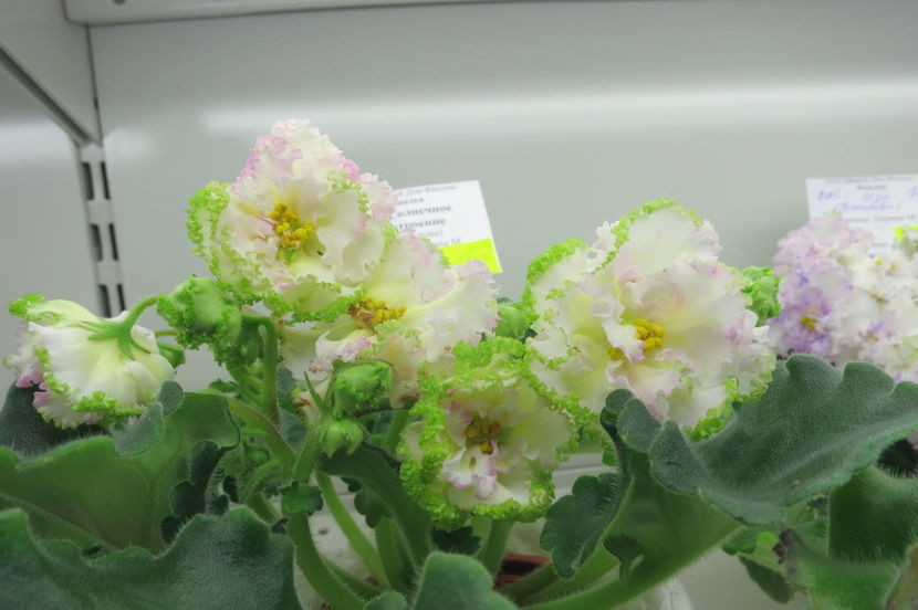 poza net - EK Sunny Mood