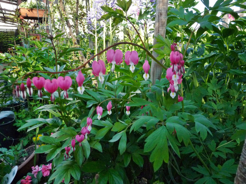  - 2021 - 01 - Primavara