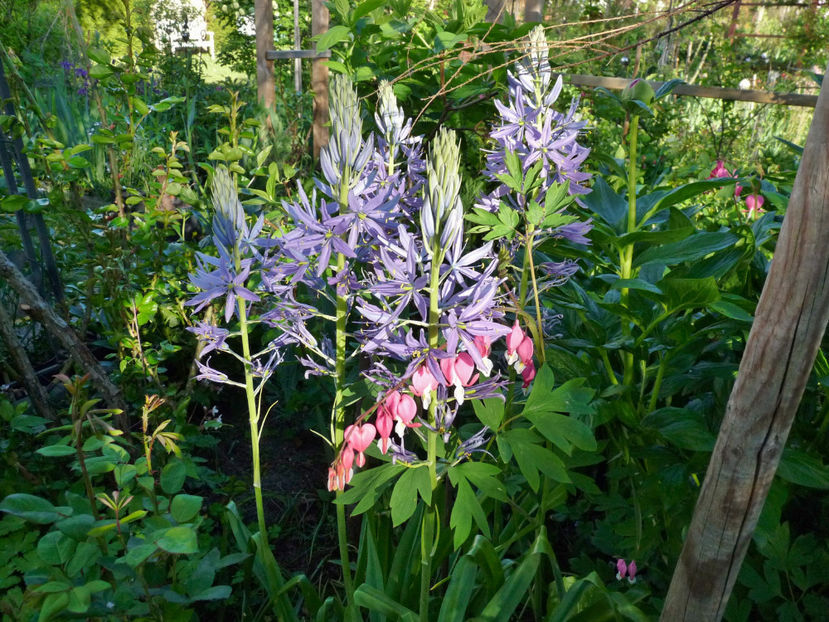  - 2021 - 01 - Primavara