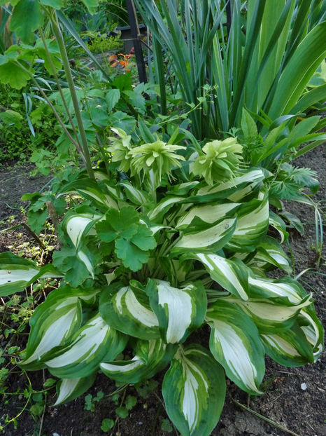  - 2021 - 01 - Primavara