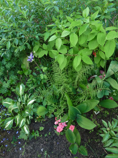  - 2021 - 01 - Primavara