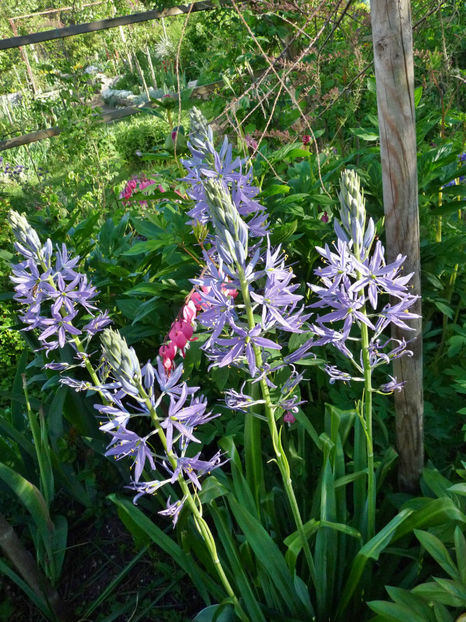  - 2021 - 01 - Primavara