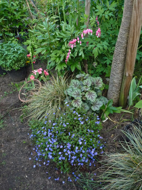  - 2021 - 01 - Primavara