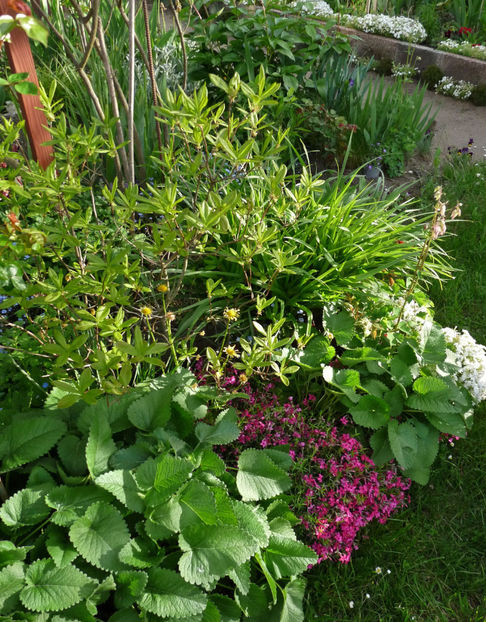  - 2021 - 01 - Primavara