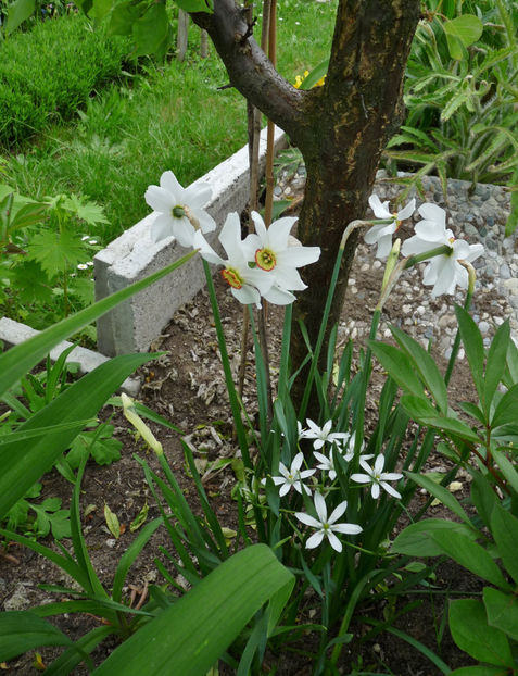  - 2021 - 01 - Primavara