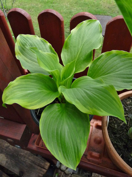  - Hosta