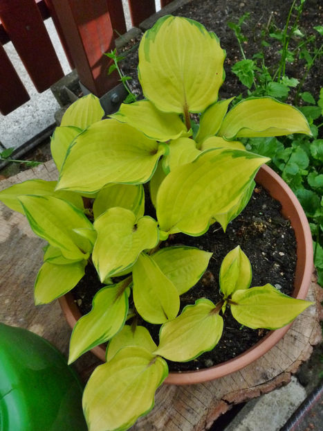  - Hosta