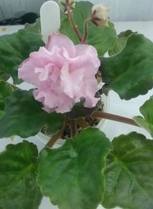 25 mai - KZ Danochka