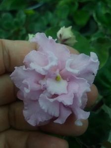 25 mai - KZ Danochka