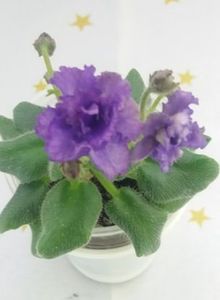 25 mai - Rob s Ooh Lala