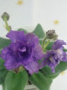 25 mai - Rob s Ooh Lala