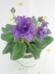 25 mai - Rob s Ooh Lala