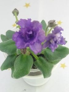 25 mai - Rob s Ooh Lala