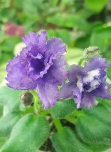 25 mai - Rob s Ooh Lala