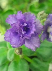 25 mai - Rob s Ooh Lala