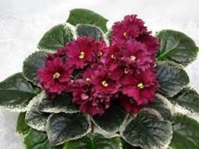 Ma s Red Rover poza net - ZZ Ma s Red Rover