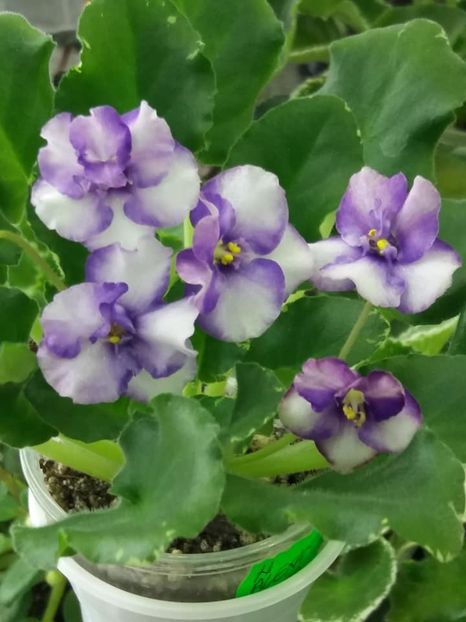 16 mai - ZZ N Alexandra