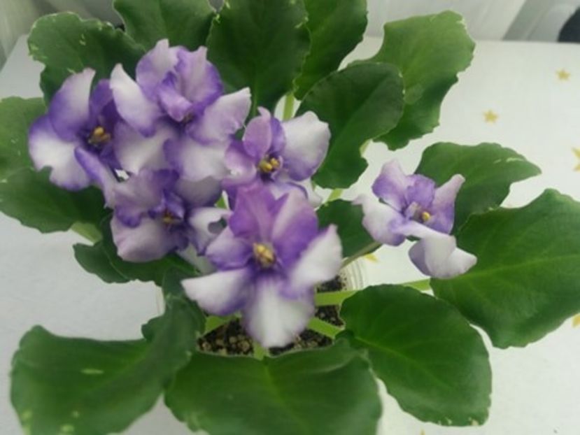 25 mai - ZZ N Alexandra