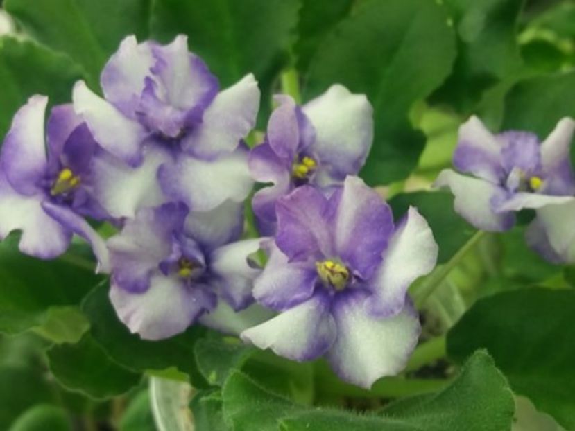 25 mai - ZZ N Alexandra