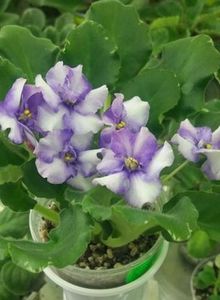 25 mai - ZZ N Alexandra