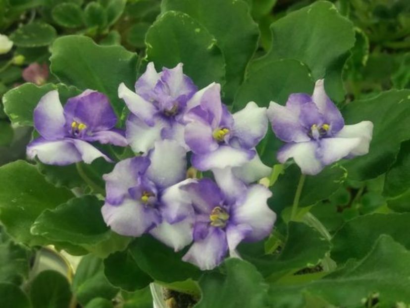 25 mai - ZZ N Alexandra