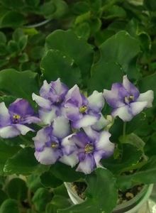 25 mai - ZZ N Alexandra