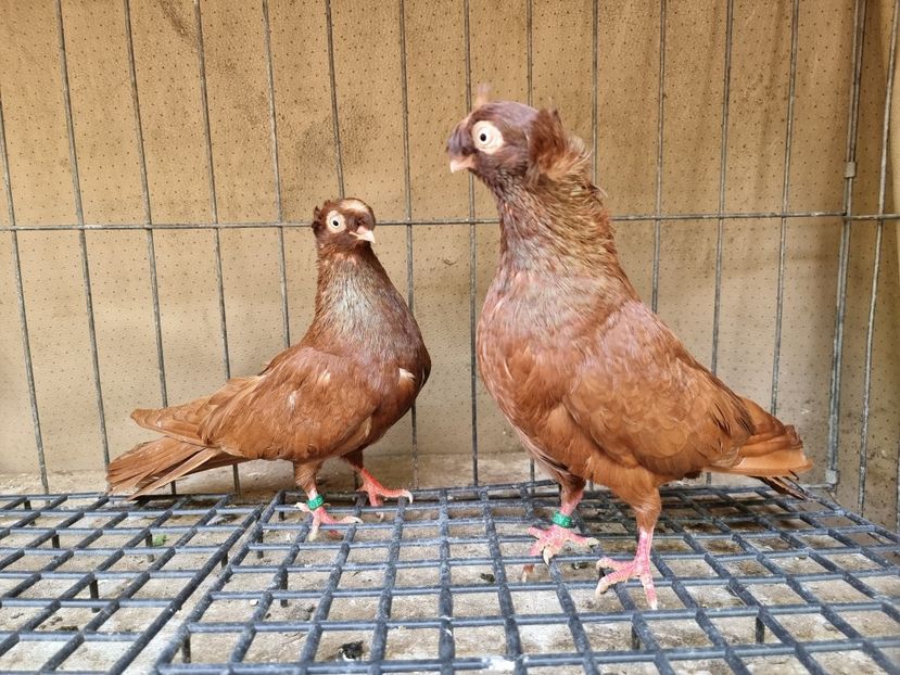  - 8-Jucatorii de Ardeal vechi